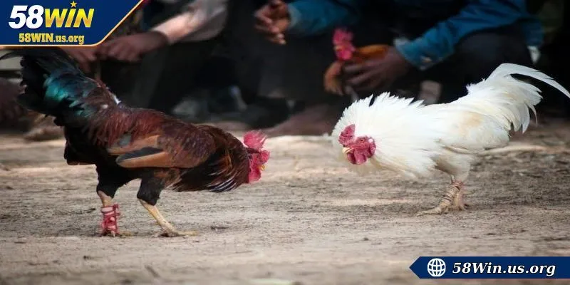 Giới thiệu về chọi kê trực tiếp tại nhà cái